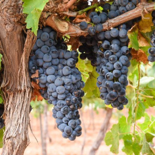 Grape Montepulciano - Pb6.5