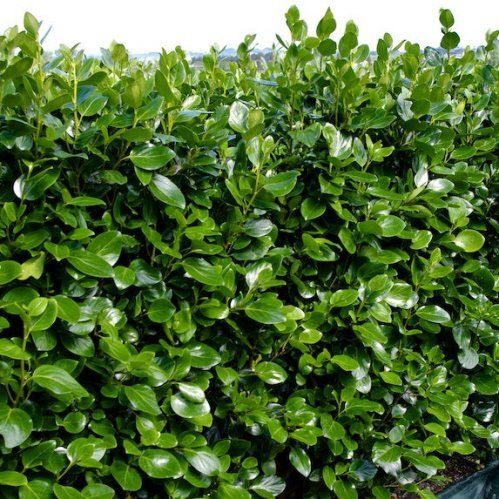 Griselinia Ardmore Emerald - 2.5Ltr