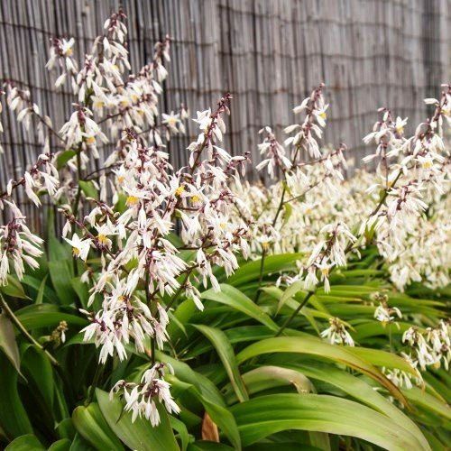 Arthropodium Te Puna, Renga Renga Lily - Pot