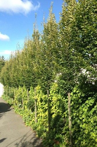 Carpinus betulus Fastigiata, Upright European Hornbeam - Pb28 (1.8 / 2.3m )