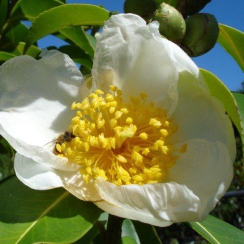 Gordonia Moonlight Magic - Pb18 (100/150)