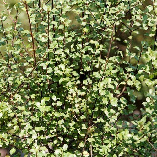 Pittosporum Wrinkled Blue - Pot
