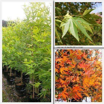 Platanus Autumn Glory - Pb28