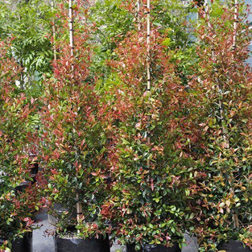 Syzygium Bronze Hedgemaster - Pb 6.5 (60/80)