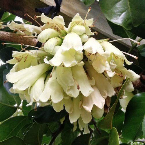 Tecomanthe speciosa, Three Kings Climber - Pb6.5/3.3Ltr