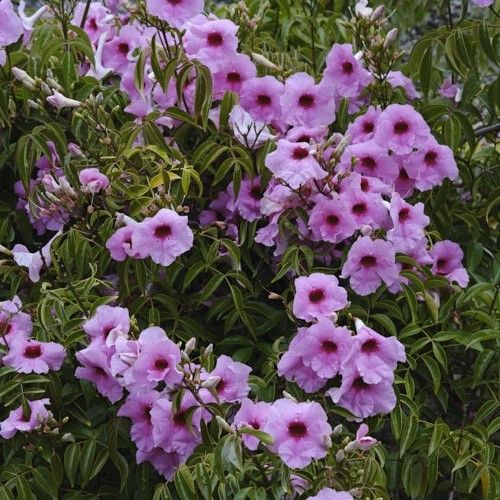 Pandorea Rosea Superba - Pb6.5