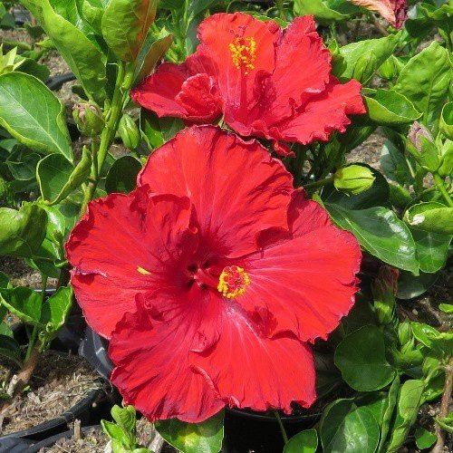 Hibiscus Molly Cummings - 2.4Ltr