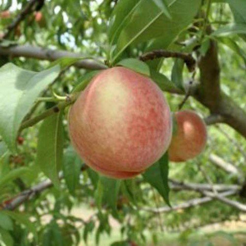 Peach Snowbrite - Pb12