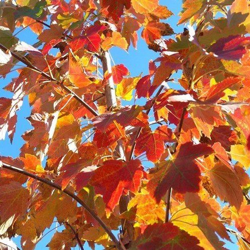 Acer rubrum October Glory, Red Maple - Pb12