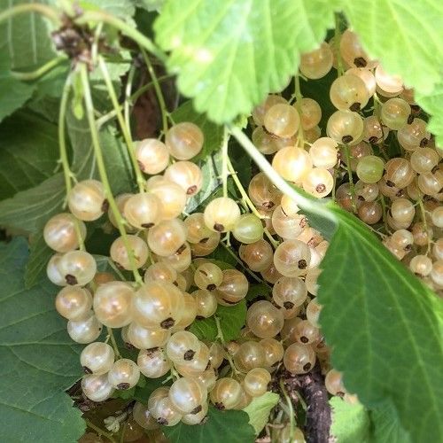 Currant White