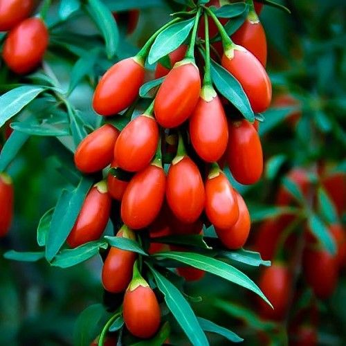 Goji Berry - 0.5Ltr