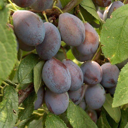 Prune Plum Costas Pick Espaliered on a Frame - 25Lt