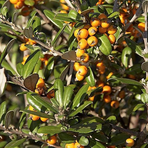 Corokia x Yellow Wonder - Pb3