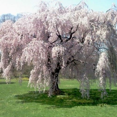 Prunus persica Cascade