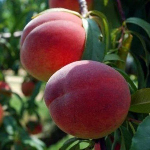 Peach Pixzee (dwarf) - Pb12