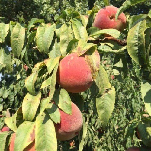 Peach Paragon - Pb18