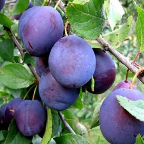 Plum Spring Satin, Plumcot Espaliered on a Frame - 25Lt