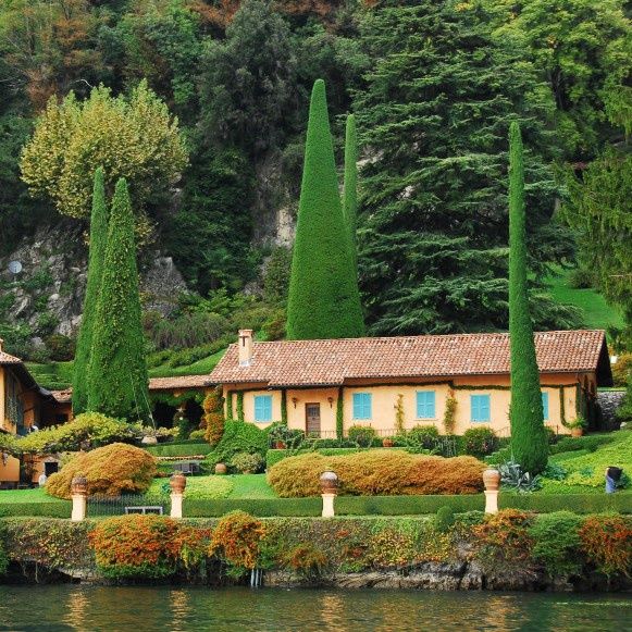 Cupressus  Skytower - Pb6.5 , 70cm