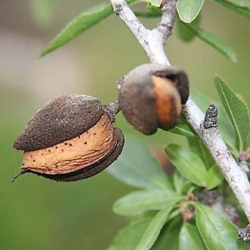 Almond Monovale - Espalier