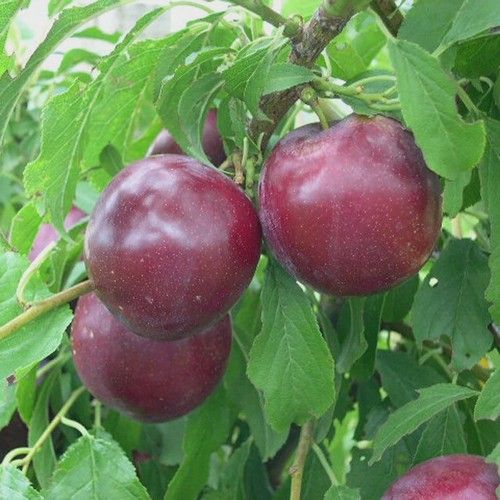 Plum Billington Espaliered on a Frame - 25Lt