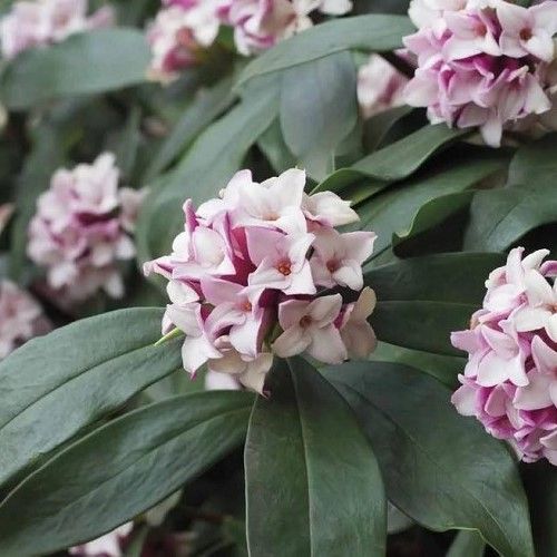 Daphne odora Leucanthe - Pot