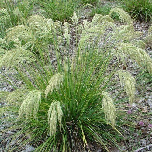 Chionochloa flavicans, Dwarf Toetoe - 1.5Ltr