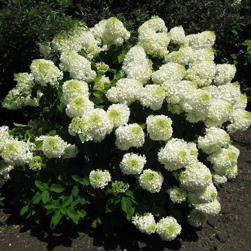 Hydrangea Bombshell - 2.5Ltr