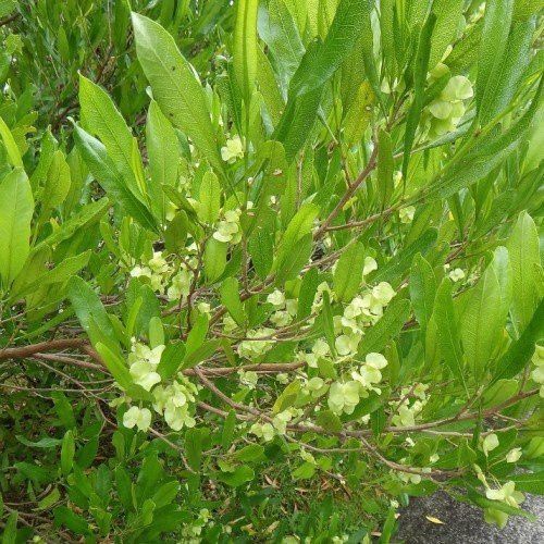 Dodonaea viscosa, Hop Bush - Pb5