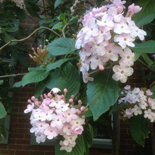 Luculia Fragrant Pearl - Pb6.5/3.5Ltr (50/60)