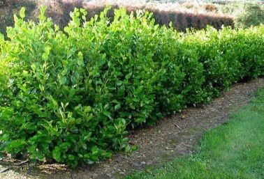 Griselinia Broadway Mint - (50/60)