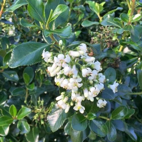 Escallonia White Knight - Pb6.5