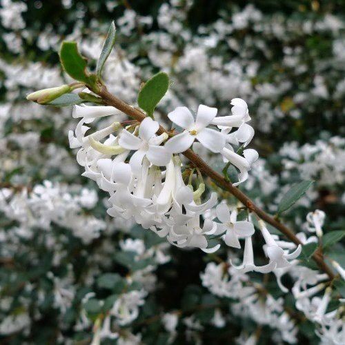 Osmanthus delavayi, Sweet Olive - Pb6.5