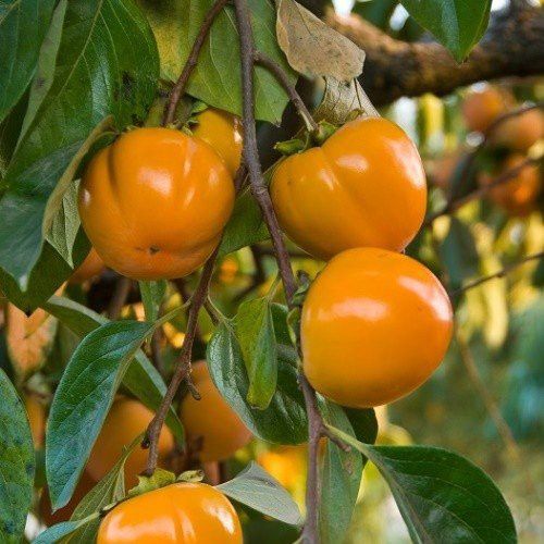 Persimmon Fuyu - 25Ltr 2.4m + well branched