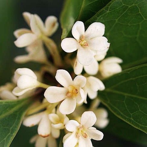 Osmanthus fragrans, Genuine Chinese Osmanthus Pb8 (1.5-1.7m)