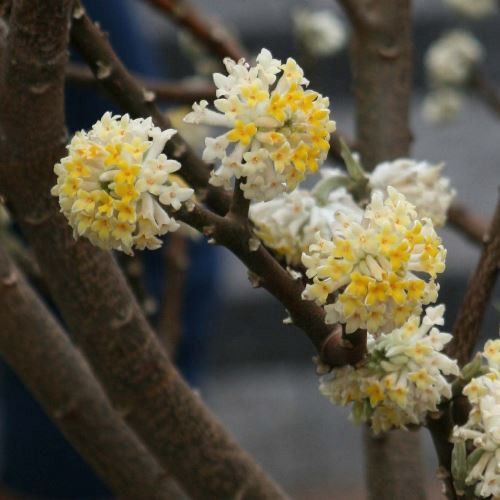 Edgeworthia chrysantha - Pb12