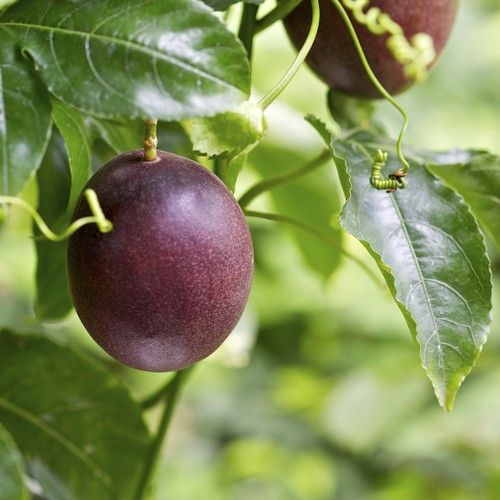 Passionfruit - Passiflora Dons Choice