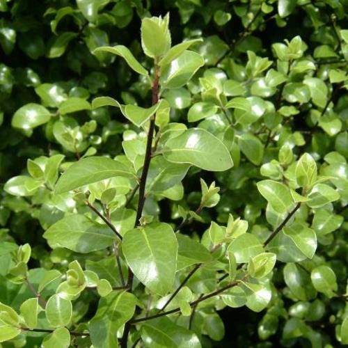 Pittosporum tenuifolium, Kohuhu - Pb3