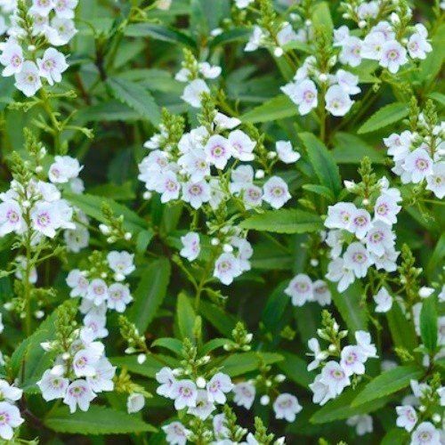 Parahebe Snowcap - Pb3/Pb5