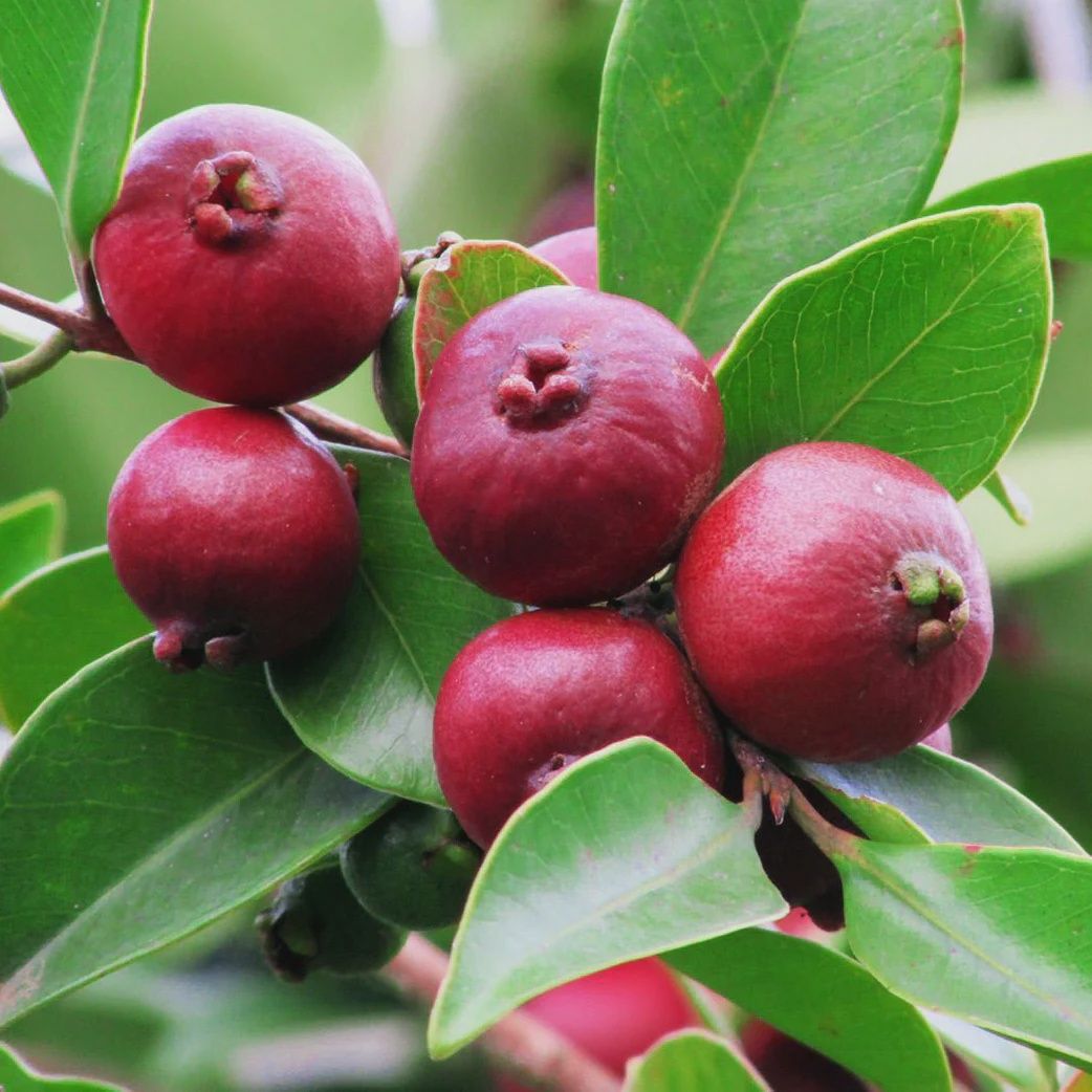 Guava Red Cherry 3L