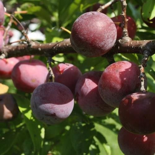 Plum Allen Espaliered on a Frame - 25Lt