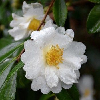 Camellia setsugekka - 1.3m , bushy