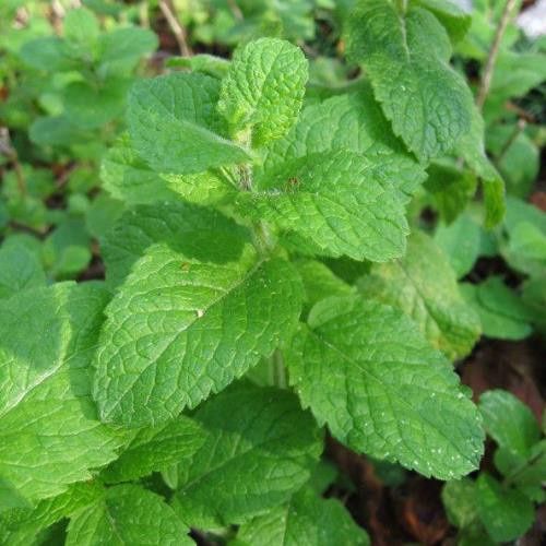 Mentha, Mint