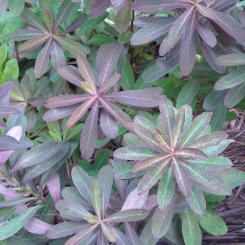 Euphorbia Tui, Spurge - Pb6.5