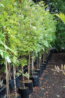 Alectryon excelsus, Titoki - 45Ltr 2.4m