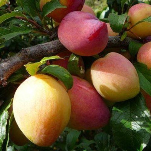Plum Luisa Espaliered on a Frame - 25Lt