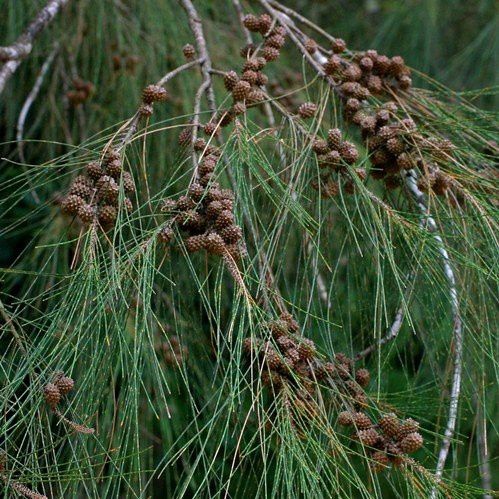 Casuarina cunninghamiana, River She-oak - Pb5 (80/100 )0)