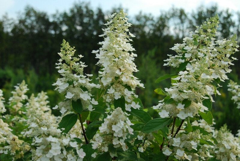 Hydrangea paniculata Kyushu - Pb 6.5