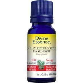 DIVINE ESSENCE PINE SYLVESTRE  - SCOTCH WILD 15ML