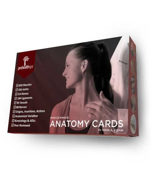 PROHEALTHSYS ANATOMY FLASHCARDS