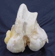 Pet Deli Large White Knuckle